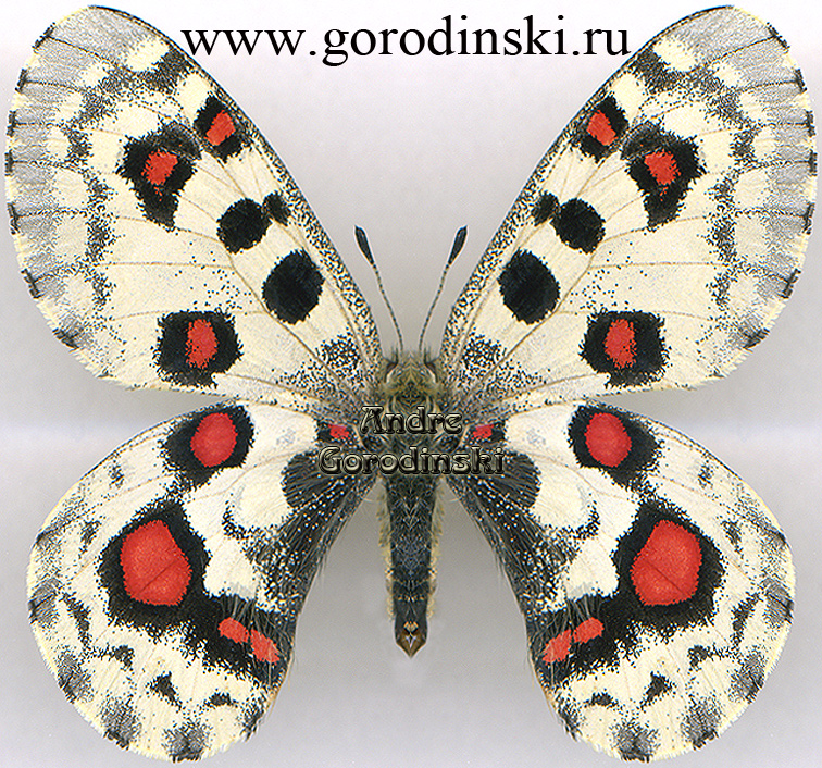 http://www.gorodinski.ru/papilionidae/Parnassius nomion gabrieli.jpg